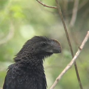 Smooth-billed Ani