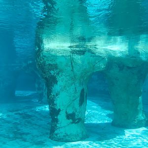 Seals & Sea Lions - Underwater View of Exhibit