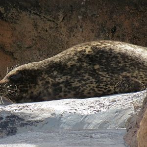 Seals & Sea Lions - Harbor Seal