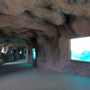 Seals & Sea Lions - Underwater Viewing Area