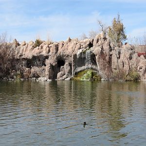 Seals & Sea Lions - View from Duck Pond