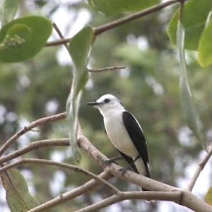 Pied water-tyrant