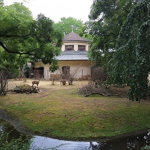 Lesser Kudu outside Antelope House