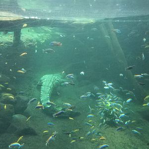 Nile Crocodile, Gamgoas House