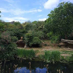 Lion exhibit