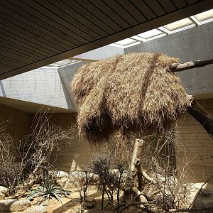 Weaver nest, Etosha House