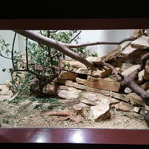 Striped Mouse Terrarium