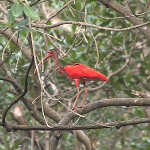 Scarlet ibis