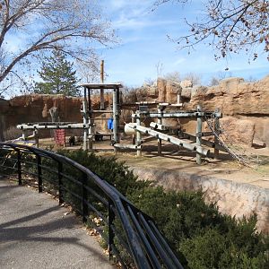 Ape Walk -Western Lowland Gorilla Exhibit 1