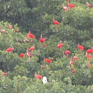 Scarlet ibis roosting