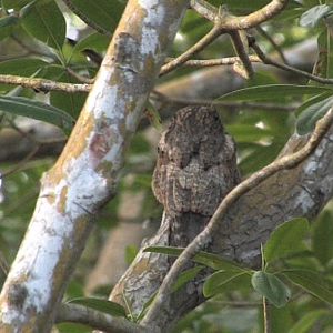 Common potoo