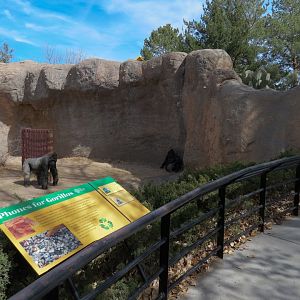Ape Walk - Western Lowland Gorilla Exhibit 2