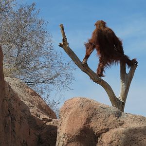 Ape Walk - Orangutan Exhibit