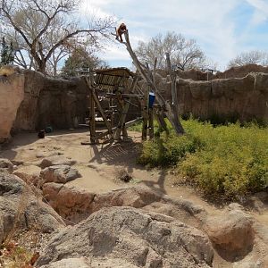 Ape Walk - Orangutan Exhibit