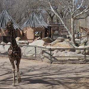 Africa - Reticulated Giraffe Exhibit