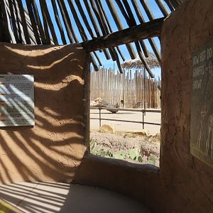 Africa - Reticulated Giraffe Exhibit Viewing Area