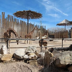 Africa - Reticulated Giraffe Exhibit