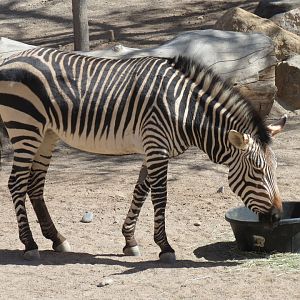 Africa - Hartmann's Mountain Zebra Exhibit
