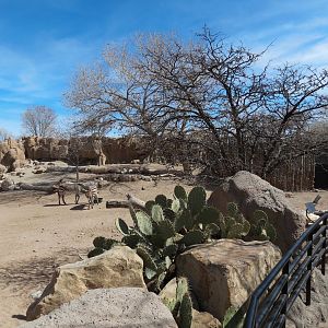 Africa - Hartmann's Mountain Zebra Exhibit