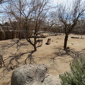 Africa - Hartmann's Mountain Zebra Exhibit