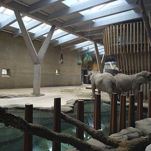 African Elephant indoors