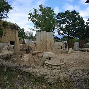 African Elephant bull exhibit