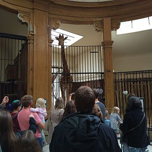 Giraffe in Antelope House