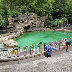 Californian Sealion pool