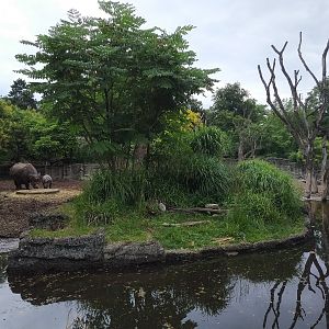 Indian Rhino exhibit