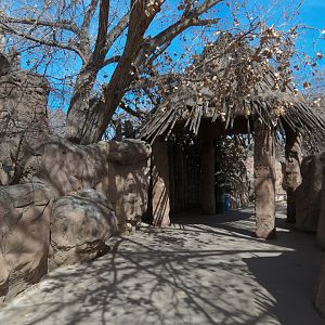 Africa - White Rhinoceros Exhibit Viewing Area