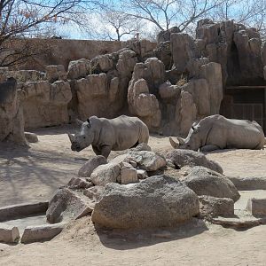 Africa - White Rhinoceros Exhibit