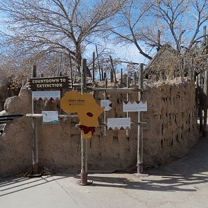 Africa - White Rhinoceros Exhibit Viewing Area