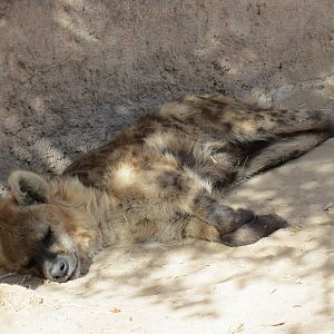 Africa - Spotted Hyena Exhibit