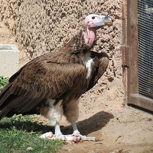 Africa - Aviary - Lappet-faced Vulture