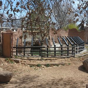 Africa - Hippopotamus Exhibit