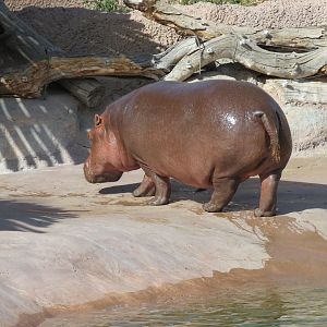 Africa - Hippopotamus Exhibit