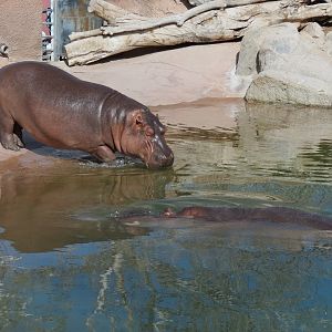 Africa - Hippopotamus Exhibit