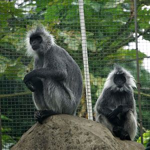 Indo-Chinese silver langur
