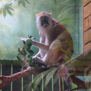 Patas monkey