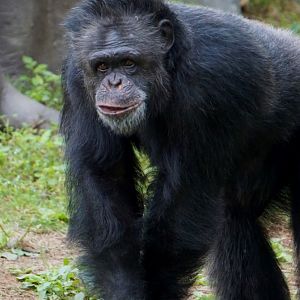 Chimpanzee