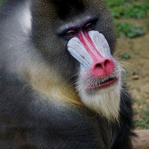 Mandrill