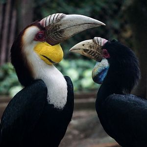 Wreathed hornbill