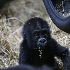 Infant gorilla Makari