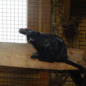 White-lipped Tamarin