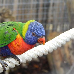 Rainbow Lorikeet
