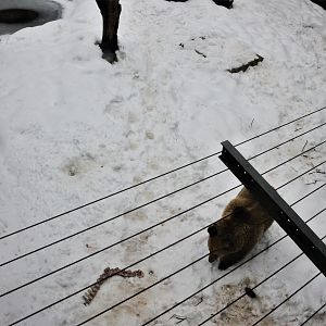 European Brown Bear Enclosure at Ljubljana Zoo, 07/03/18