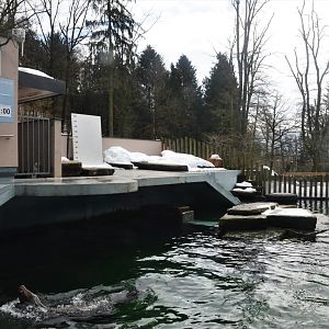 California Sea Lion Pool at Ljubljana Zoo, 07/03/18