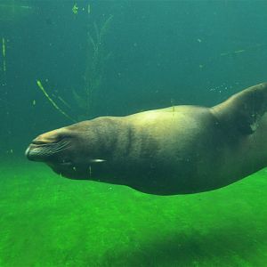 California Sea Lion at Ljubljana Zoo, 07/03/18