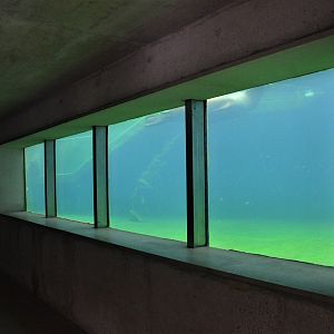 California Sea Lion Underwater Viewing at Ljubljana Zoo, 07/03/18