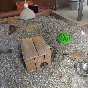Indoor Meerkat Enclosure at Ljubljana Zoo, 07/03/18